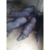 小耳猪商家_景小耳猪示范合作社”_小耳猪批发厂家