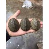 剃刀龟_剃刀龟庭养殖_剃刀龟好不好养