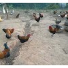 昆明波尔山羊种(肉)羊/◆