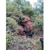 种羊批发价格_云南本地黑山羊养殖场种羊(商)厂家