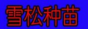 云南昆明雪松批发|红豆杉种子苗圃价格