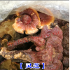 灵芝的功效及适应症状及价格(0.28元/克 )