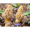 云南羊肚菌160元/袋  每袋100克_云南名贵中药材