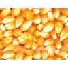 襄阳傲农现代农业求购玉米豆粕棉粕麸皮次粉油糠等饲料原料