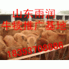 山东特价牛犊种羊驴驹