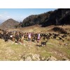 红骨羊图片_文山红骨羊养殖基地_红骨羊供应厂/商家