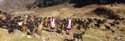 云南红骨羊基地报价