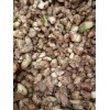 云南白根%地螺丝*白鸡娃、羊角七种植技术/白芨多少一公斤?