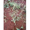 独定子种植用药除草*用什么除草剂?独定子专用除草剂价格@13987124018