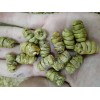 文山(西双版纳)铁皮石斛直销售＊紫皮石斛种植户