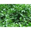 板蓝根种植基地供应板蓝根