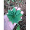 云南七叶一枝花*产地金线重楼种苗*灯台七重楼市场价