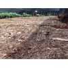 重楼市场价*重楼多少钱一公斤？重楼种植技术