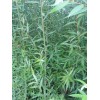老人癸树苗|竹柳基地价格*老人癸树苗|竹柳培育种植技术