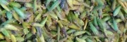 昆明石林/建水金铁锁药材种植基地