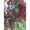 |2016红豆杉地袋苗种植%红豆杉地袋苗种植