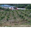 软籽石榴与普通石榴区别