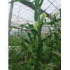 求购大量新鲜玉米杆