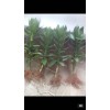 怎樣才能養出&高品質的%荷花竹&
