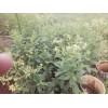 云南大黑洋参*宣威小草乌丹参\黄秋葵\中药材种植基地