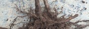 树莓苗