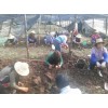 哪里的重楼苗好@重楼苗基地报价(批发)