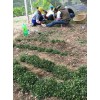 云南红河弥勒独定子/合作种植/