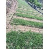 红河独定子/红河金铁锁批发_弥勒市药材种植基地