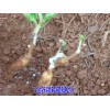 小草乌*独定子种植基地种子供应