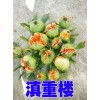 曲靖会泽重楼基地信息/重楼种苗种子供应价格
