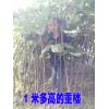 会泽重楼种子图片*会泽重楼种植基地信息*优质滇重楼销售