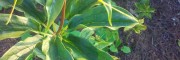 云南哪里有2-5年重楼苗/块茎