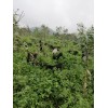 黑山羊销售价格/云南昆明黑山羊报价/禄劝提供养殖技术服务