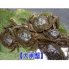 专业的大闸蟹养殖场◆昆明安宁市温泉镇水产养殖场