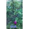 木兰花树苗（别名林兰、木栏、桂栏、杜兰）厂家批发/供应信息