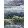 [云南红豆杉]基地*保山[红豆杉]树苗价格信息