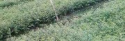 云南红豆杉（油松果）