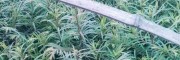 油松果可提炼抗癌药物