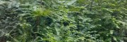 抗癌药物紫杉醇[云南红豆杉]