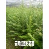 红豆杉药用苗*红豆杉树苗*云南红豆杉药用苗销售信息