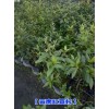 云南红豆杉种子*红豆杉种子价格政#优质红豆杉种子销售信息