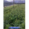 南方红豆杉种苗#云南红豆杉苗繁育基地#