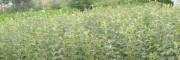马龙苹果苗图片