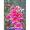杜鹃花（阳山红、山石榴）苗圃#杜鹃花苗木批发价格