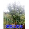 满堂红桃树苗@满堂红桃树基地信息@满堂红桃树销售批发处理
