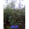 云南满堂红桃树#满堂红桃树苗@满堂红桃小苗@保山满堂红桃树