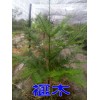 榧木树苗/香榧的木头是世界上稀有的经济树种