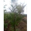 罗汉松苗/云南罗汉松批发价格/罗汉松树苗销售信息