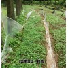 云南雪上一枝蒿种子/昆明中药材种植公司产品信息