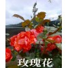 云南玫瑰花（品种）价格/云南玫瑰花基地苗木销售信息
